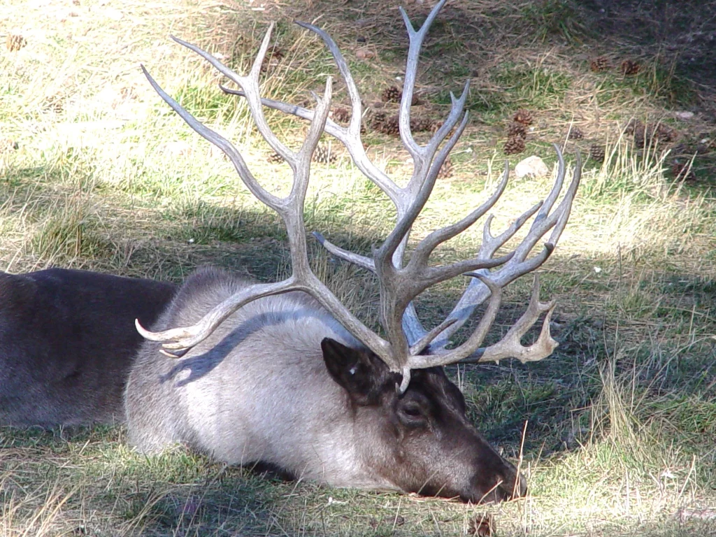 Reindeer laying down in a grass field with huge rack on his head. Taken in South Dakota.