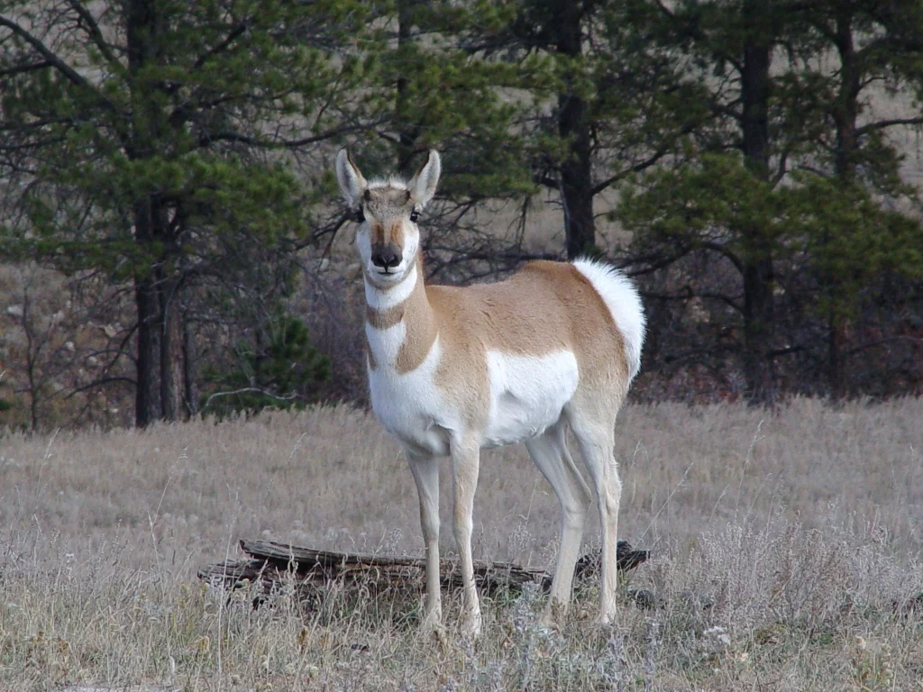 Pronghorn facing the camera with trees in teh background. Sometimes referred to as antelope. The meat can be called venison. 