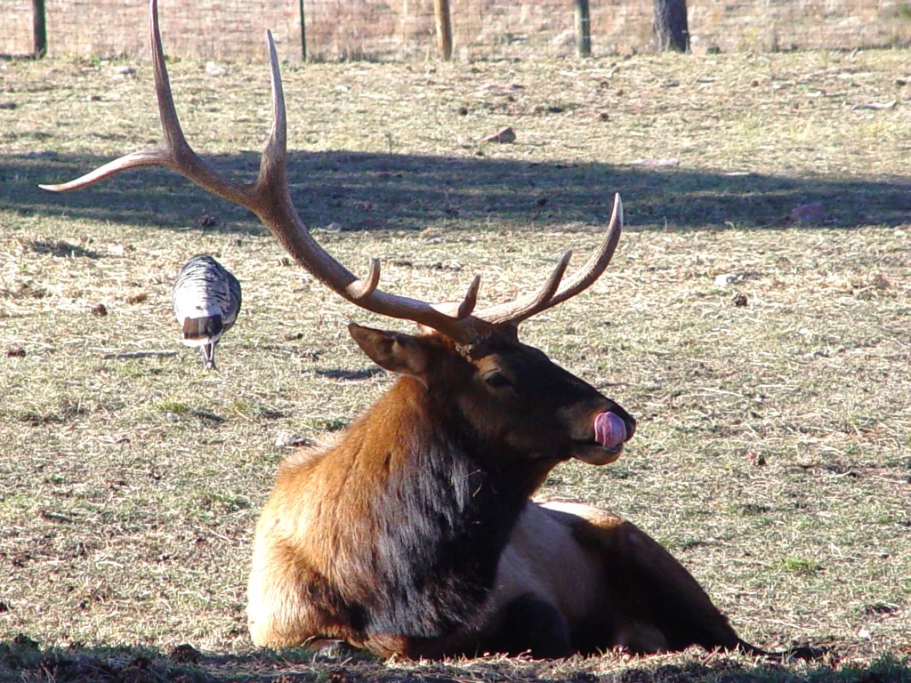 Elk lying down taken on a grass field taken in South Dakota.