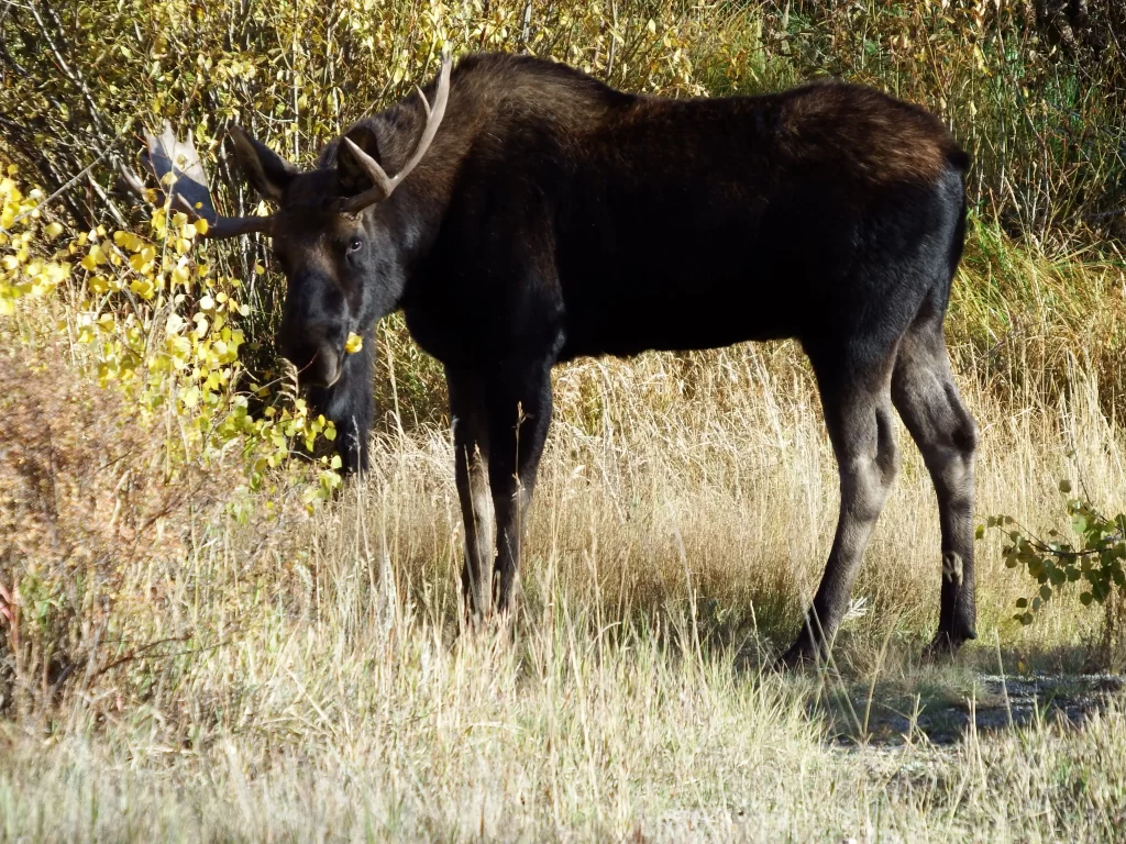 Moose Bull in brush taken near Cottonwood Lake in Chaffee County Colorado.