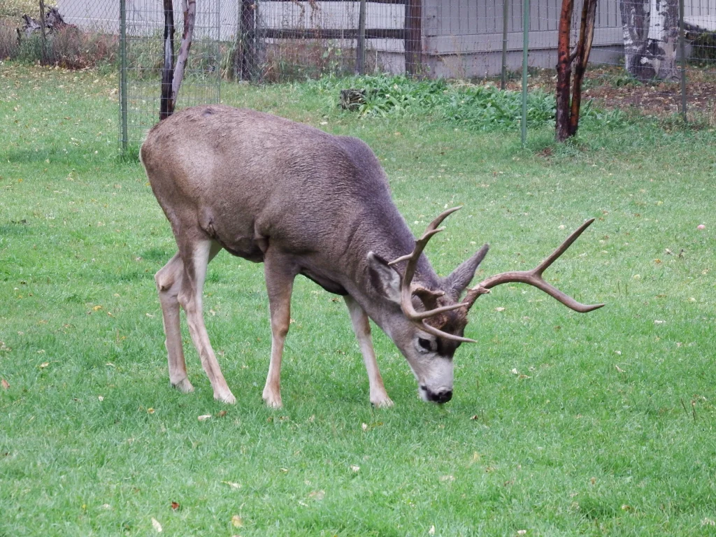 A Mule Deer grazing on green grass at Turner Farm in Buena Vista, Colorado. Venison jerky most commonly comes from deer.