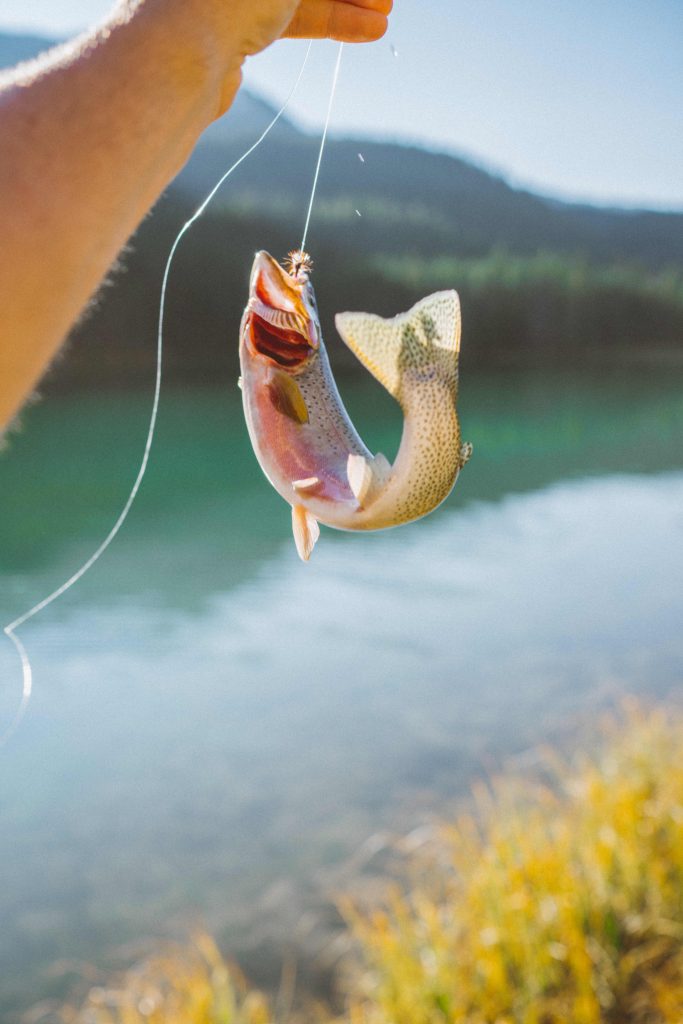 Trout on a line held by a man's hand on a river with mountains in the back ground. 