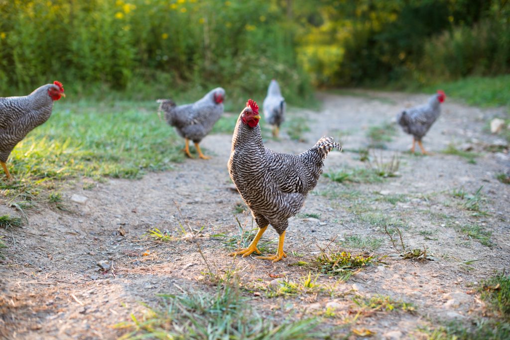 Hens on a dirt driveway on a homestead. Are you a homesteader type of person?