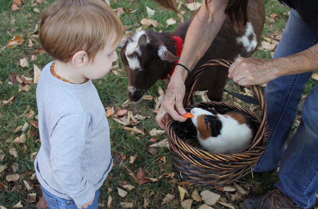 A boy toddler and mom on homestead feeding a carrot to a guinea pig in a basket and a baby goat next to them. 