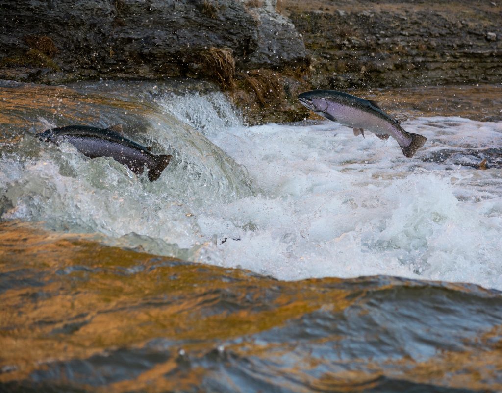Salmon Swimming up stream on a river.