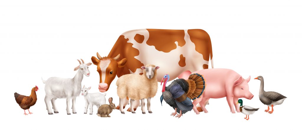 Realistic composition with cute domestic farm animals for our topic, beef vs poultry.