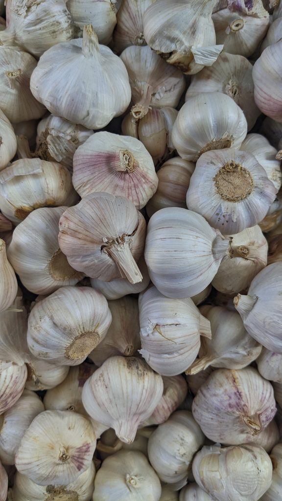 A closeup picture of a pile of heads of garlic. Ready to cut up and use in tehse beef jerky recipes. 