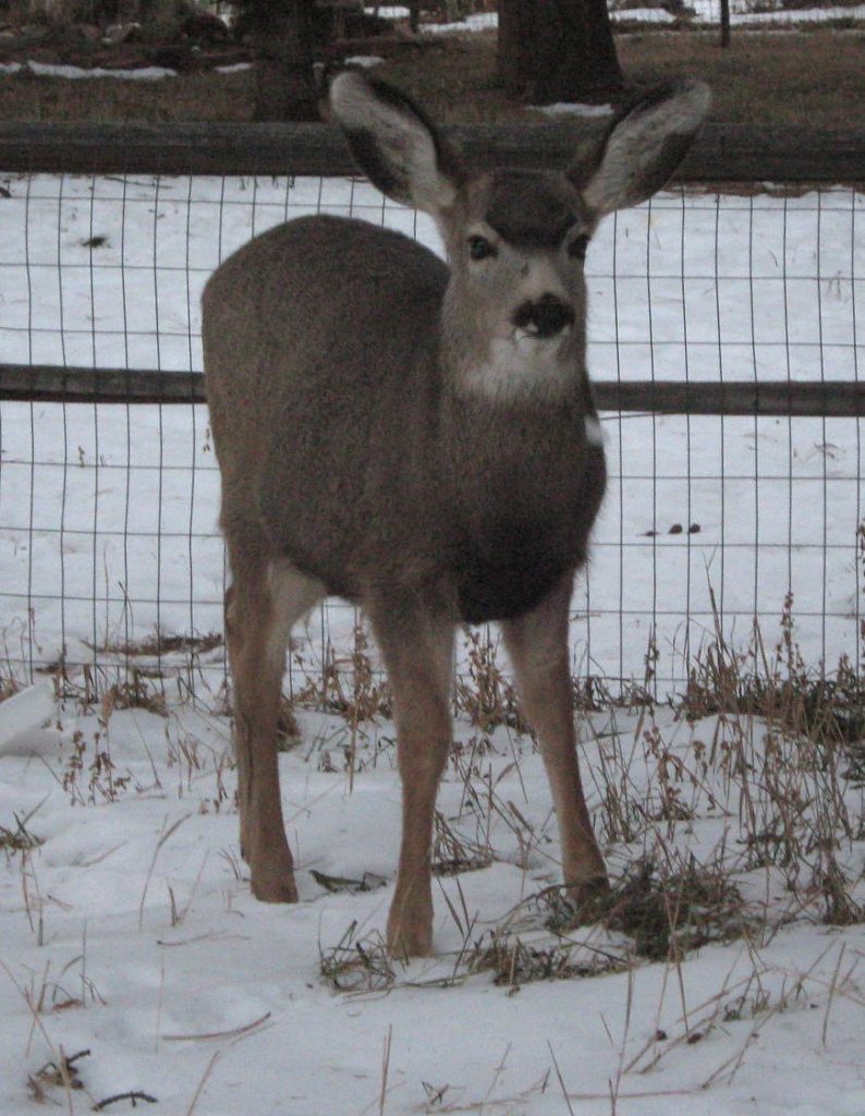 A picture of a mule deer in Colorado with snow on the ground and a fence in the background. 