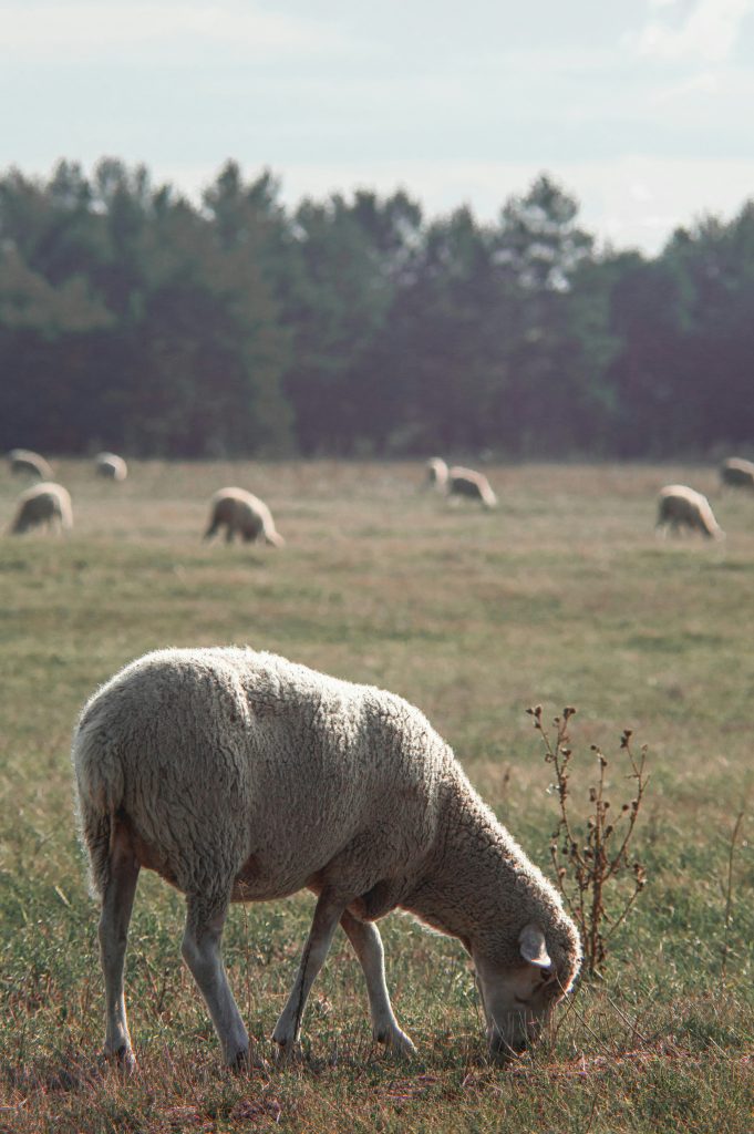 A sheep in the foreground with mnay sheep in the background at a distance on a large grass field with trees in teh background.

Depicts where the meat comes from for lamb or mutton jerky. 
