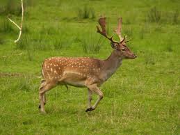Deer buck prancing throgh a grass field.