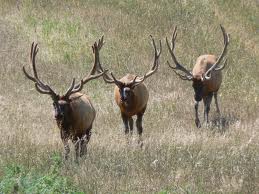 The elk walking towards camera on a grass field. Ready to make some elk jerky recipes. 